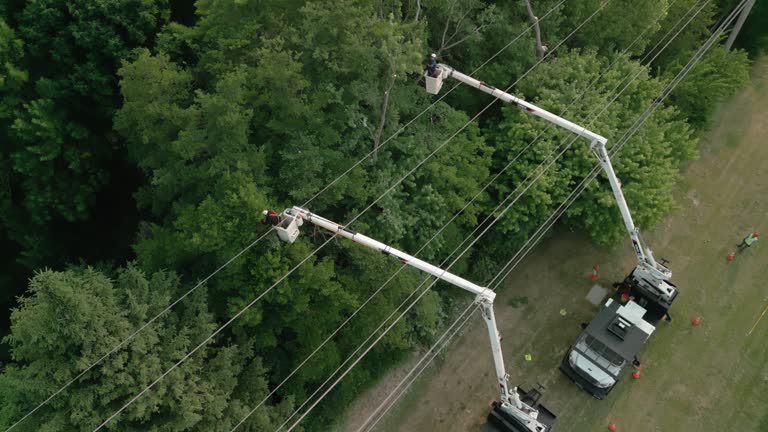  Terrell, TX Tree Services Pros