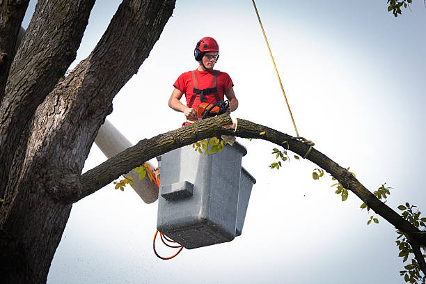 How Our Tree Care Process Works  in  Terrell, TX