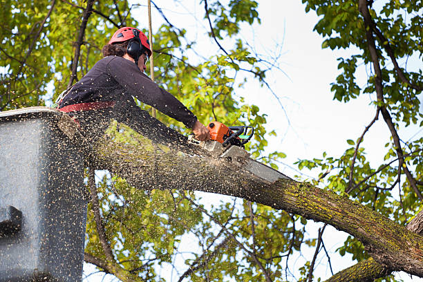 Best Tree Risk Assessment  in Terrell, TX